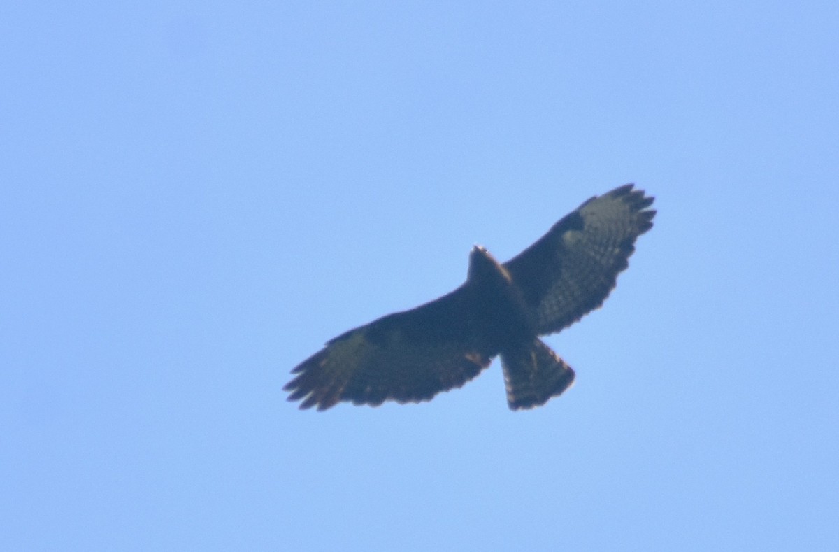 Short-tailed Hawk - ML619233938