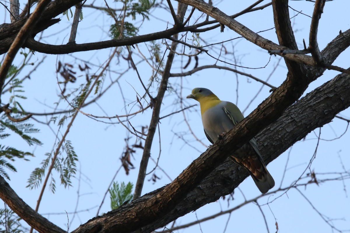 Yellow-footed Green-Pigeon - ML619233945