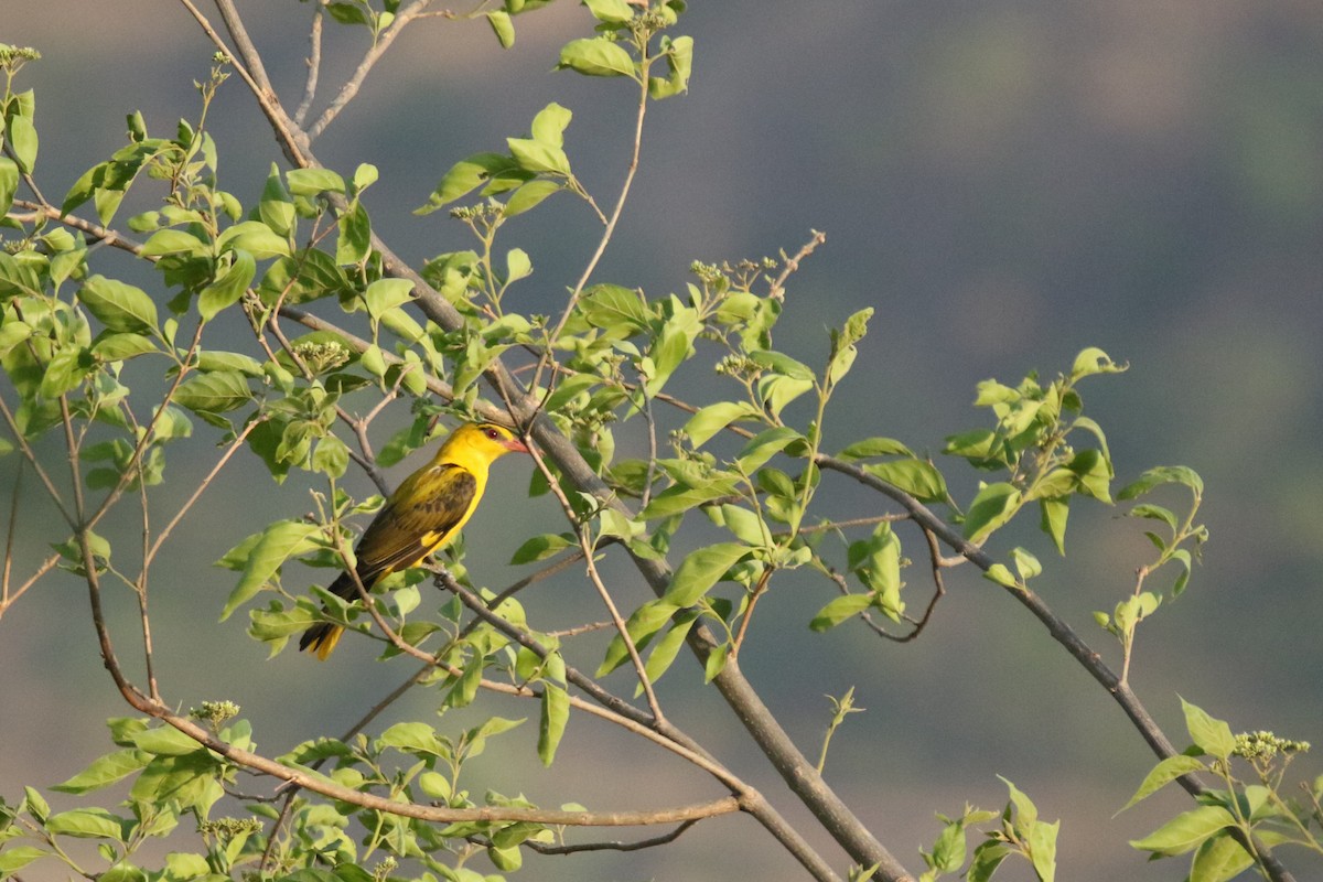 Indian Golden Oriole - ML619233960