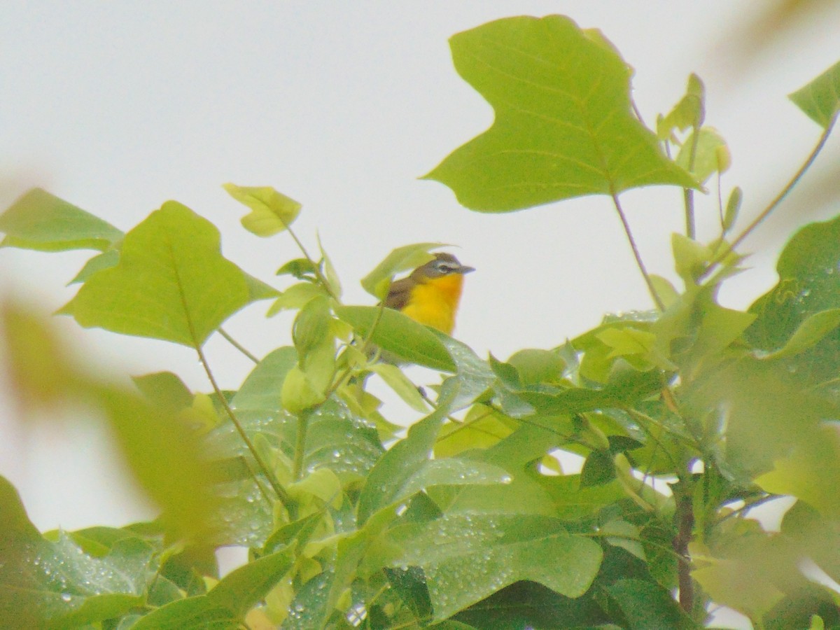 Yellow-breasted Chat - ML619233992