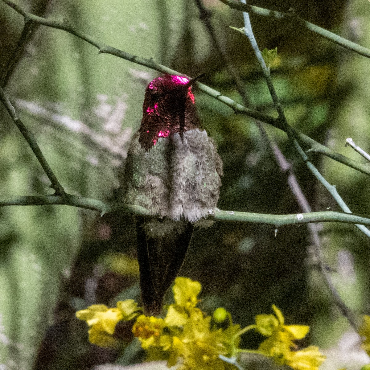 Anna's Hummingbird - ML619233993
