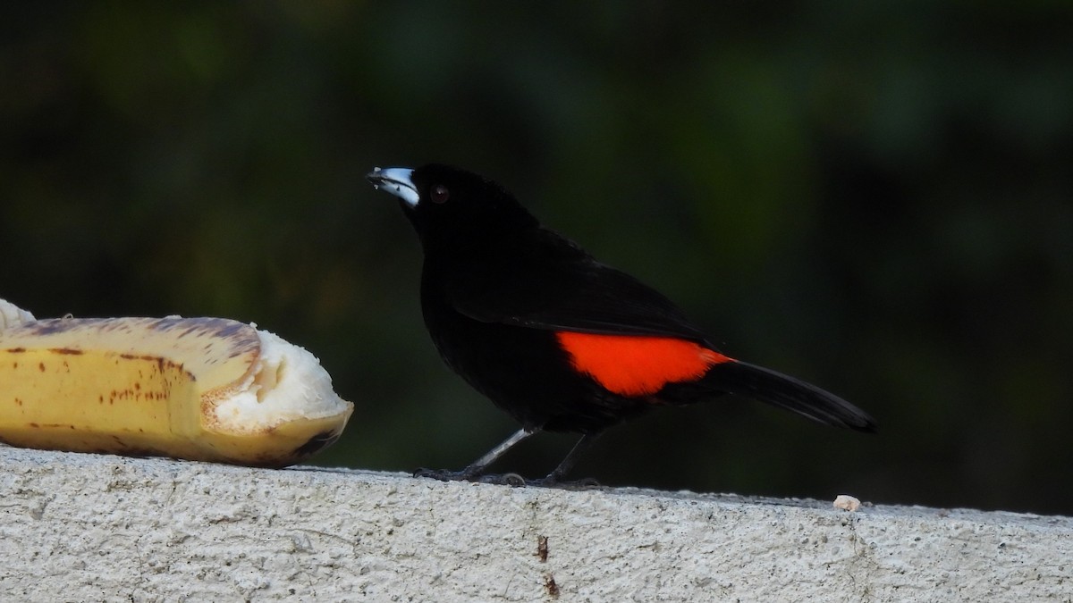 Scarlet-rumped Tanager - ML619234001