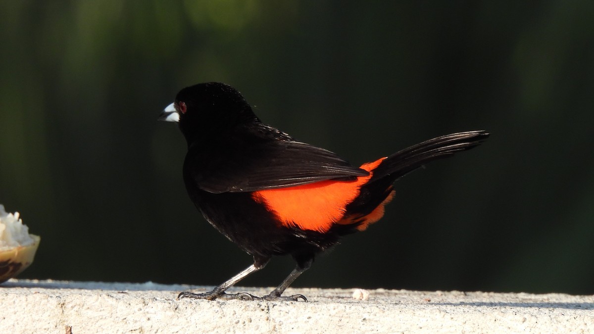 Scarlet-rumped Tanager - ML619234002