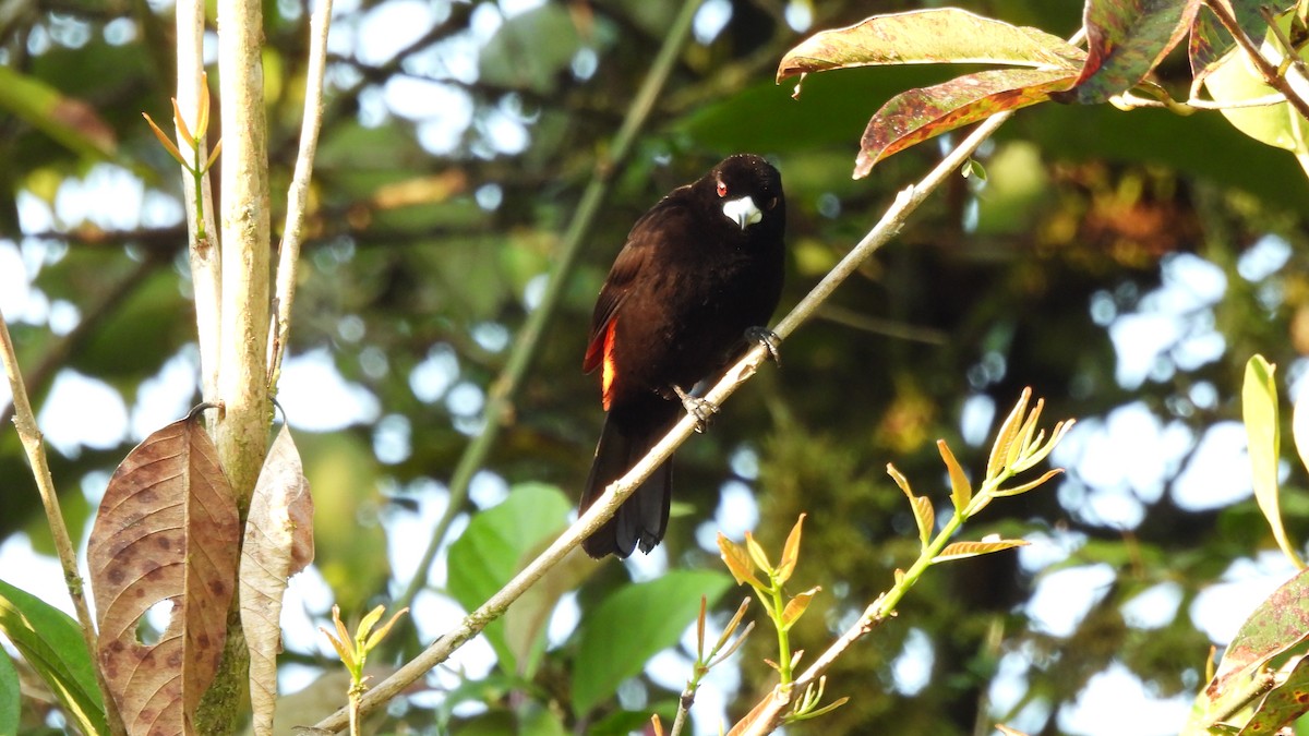 Scarlet-rumped Tanager - ML619234004