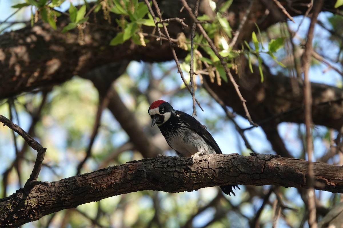 Acorn Woodpecker - ML619234023