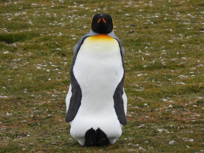 Королевский пингвин - ML619234044