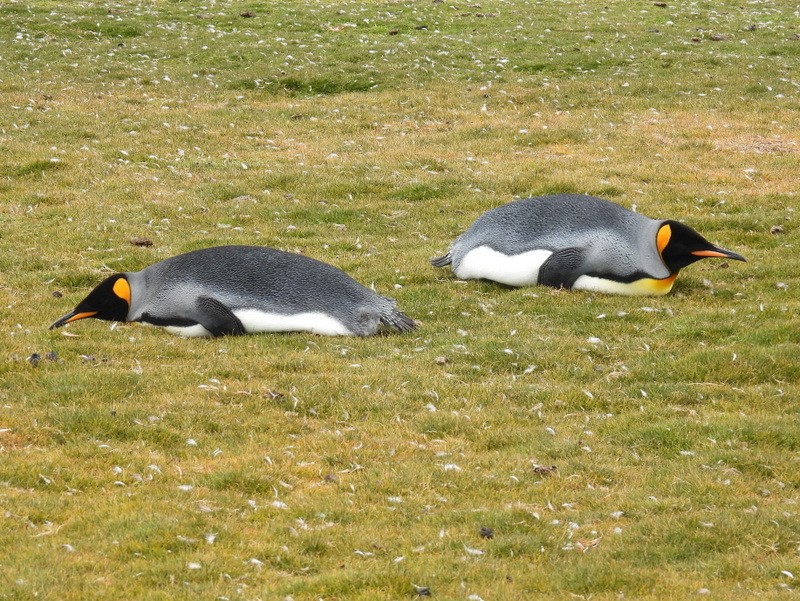 tučňák patagonský - ML619234047