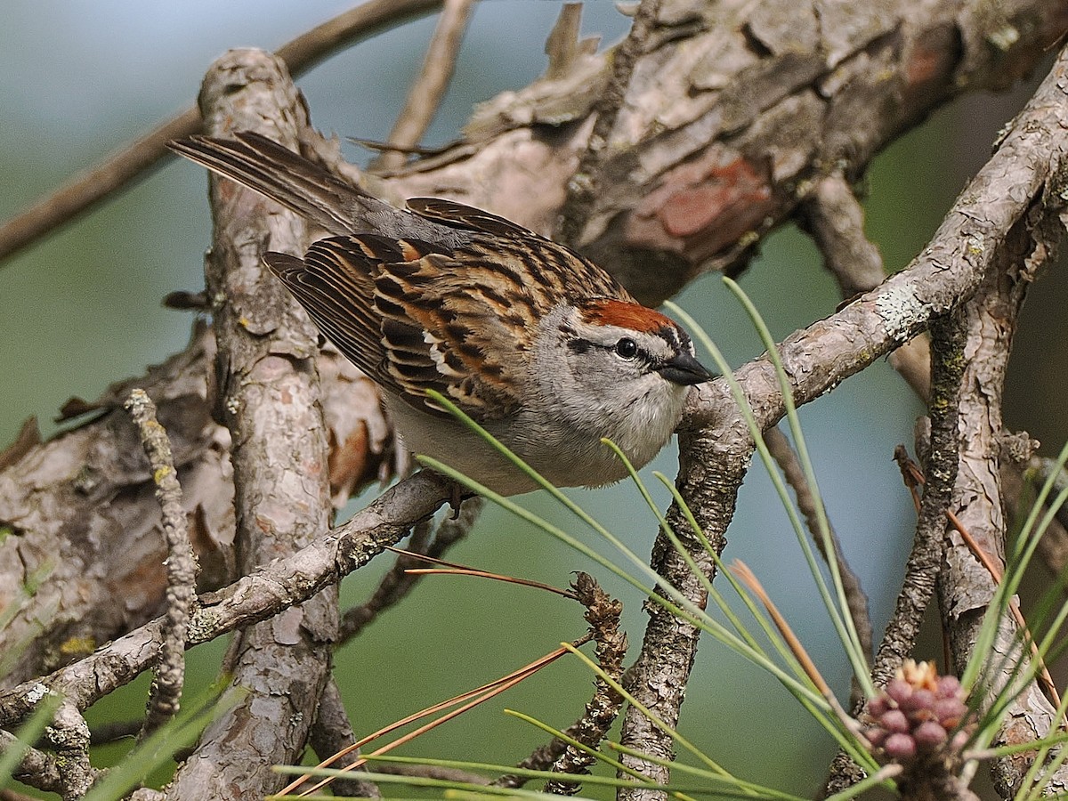 Chipping Sparrow - ML619234068