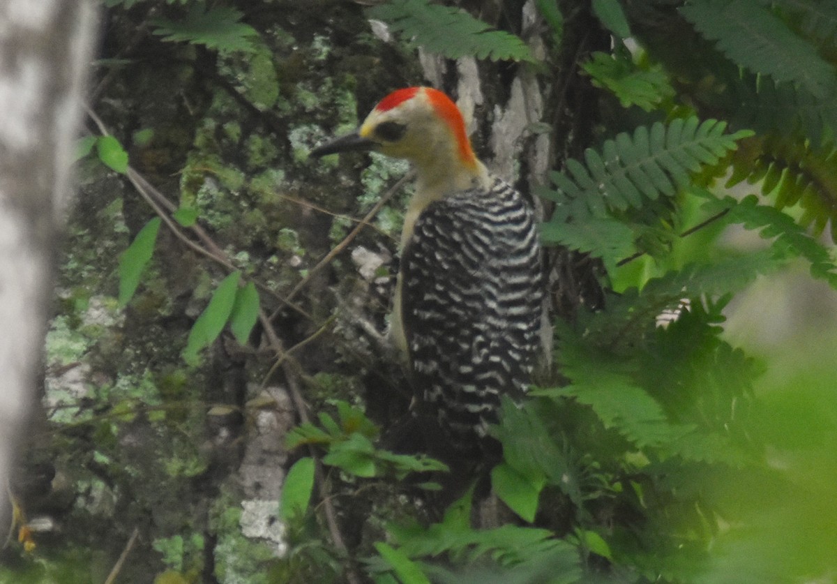 Red-crowned Woodpecker - ML619234074