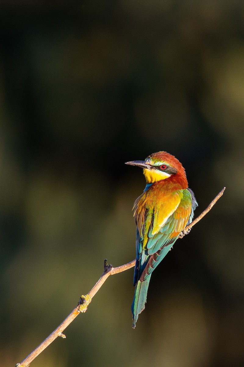 European Bee-eater - ML619234078