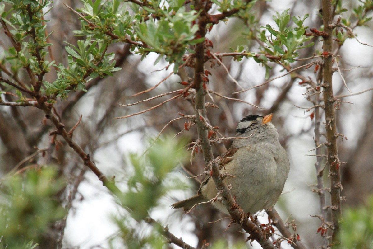 White-crowned Sparrow (Gambel's) - ML619234092