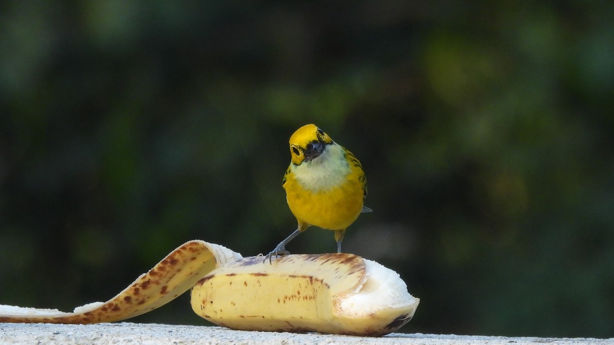 Silver-throated Tanager - ML619234099