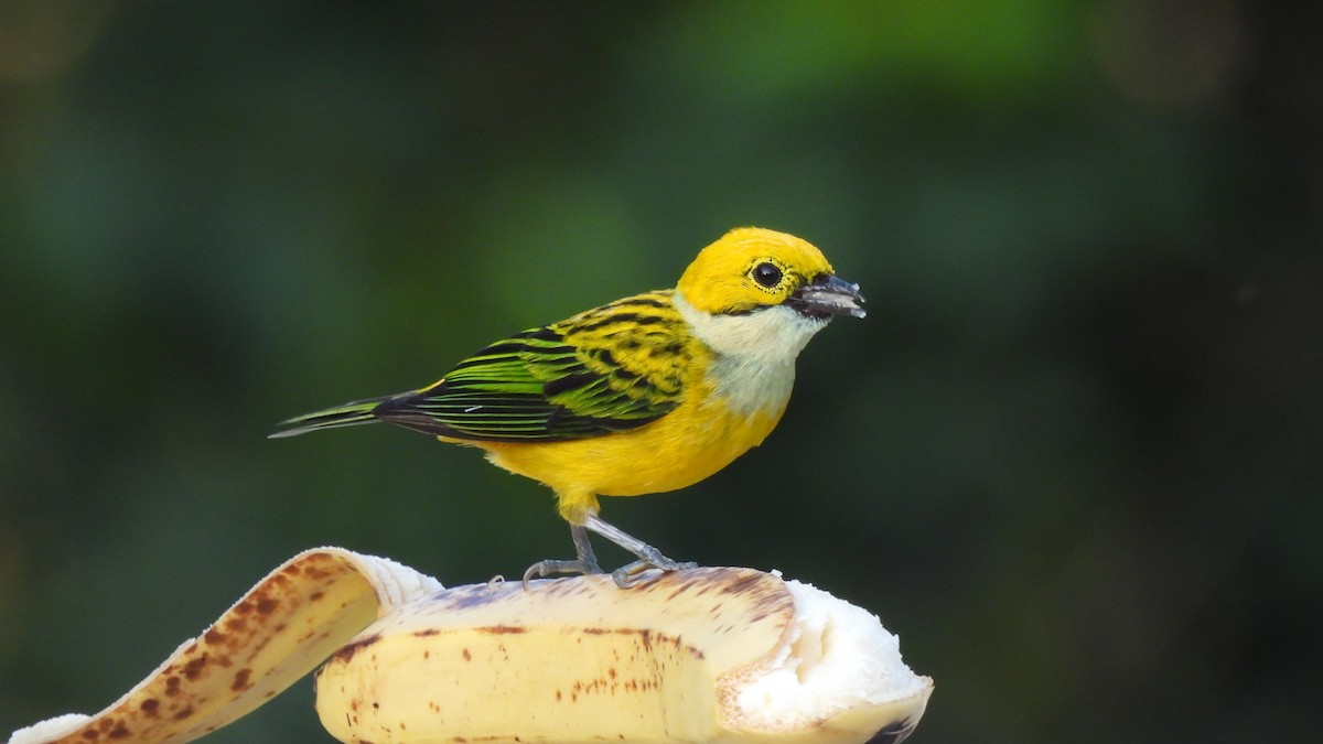 Silver-throated Tanager - ML619234100