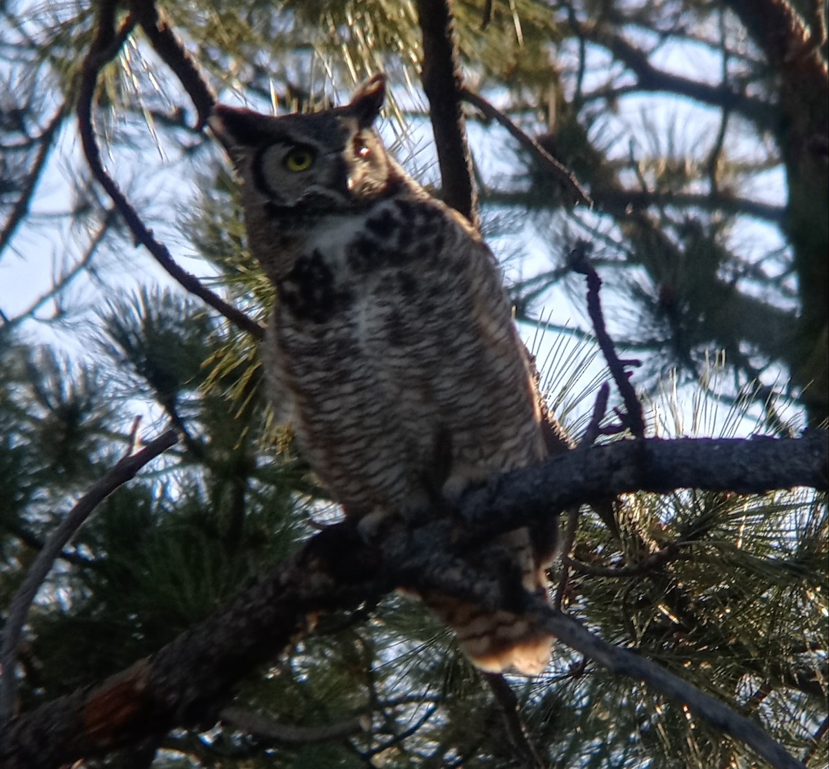Great Horned Owl - ML619234120