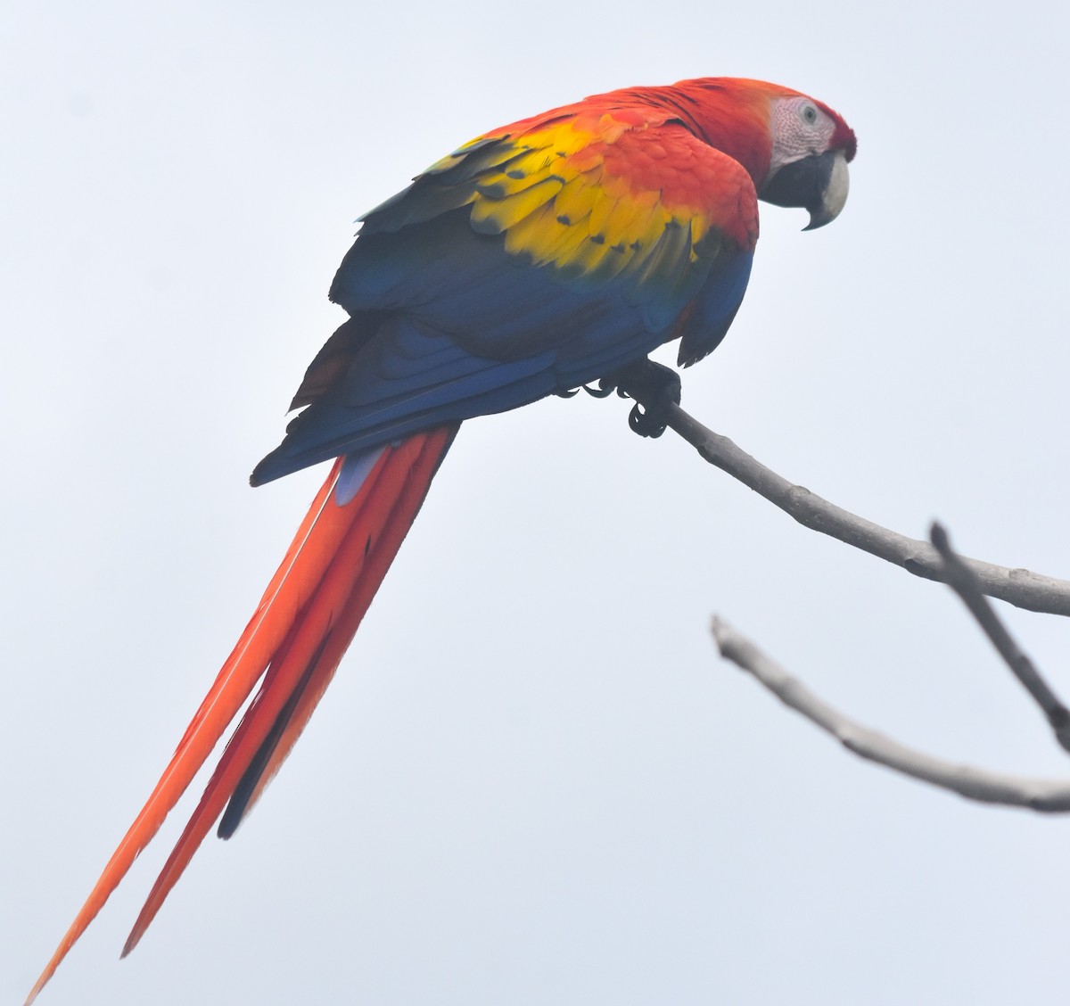 Scarlet Macaw - ML619234123