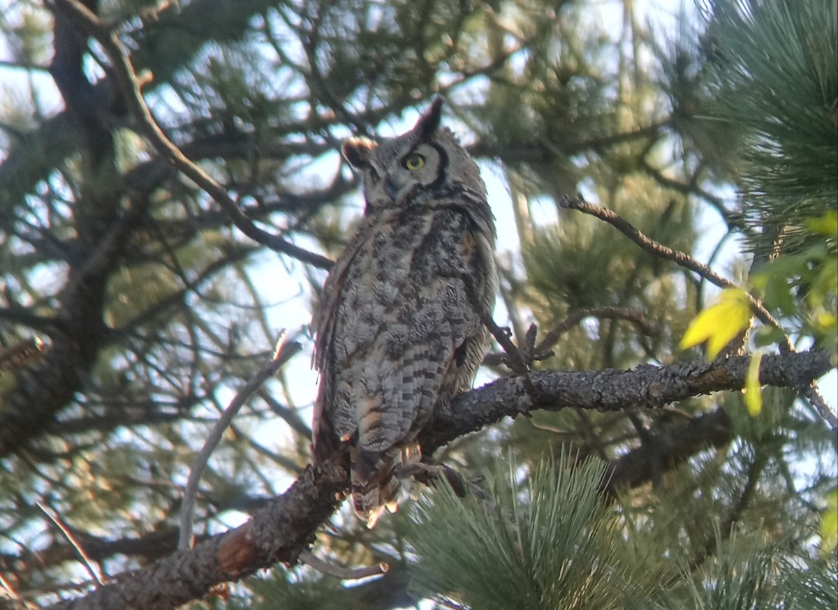 Great Horned Owl - ML619234125