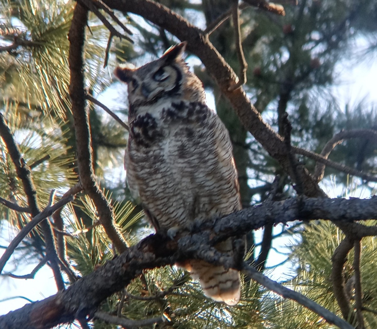 Great Horned Owl - ML619234126