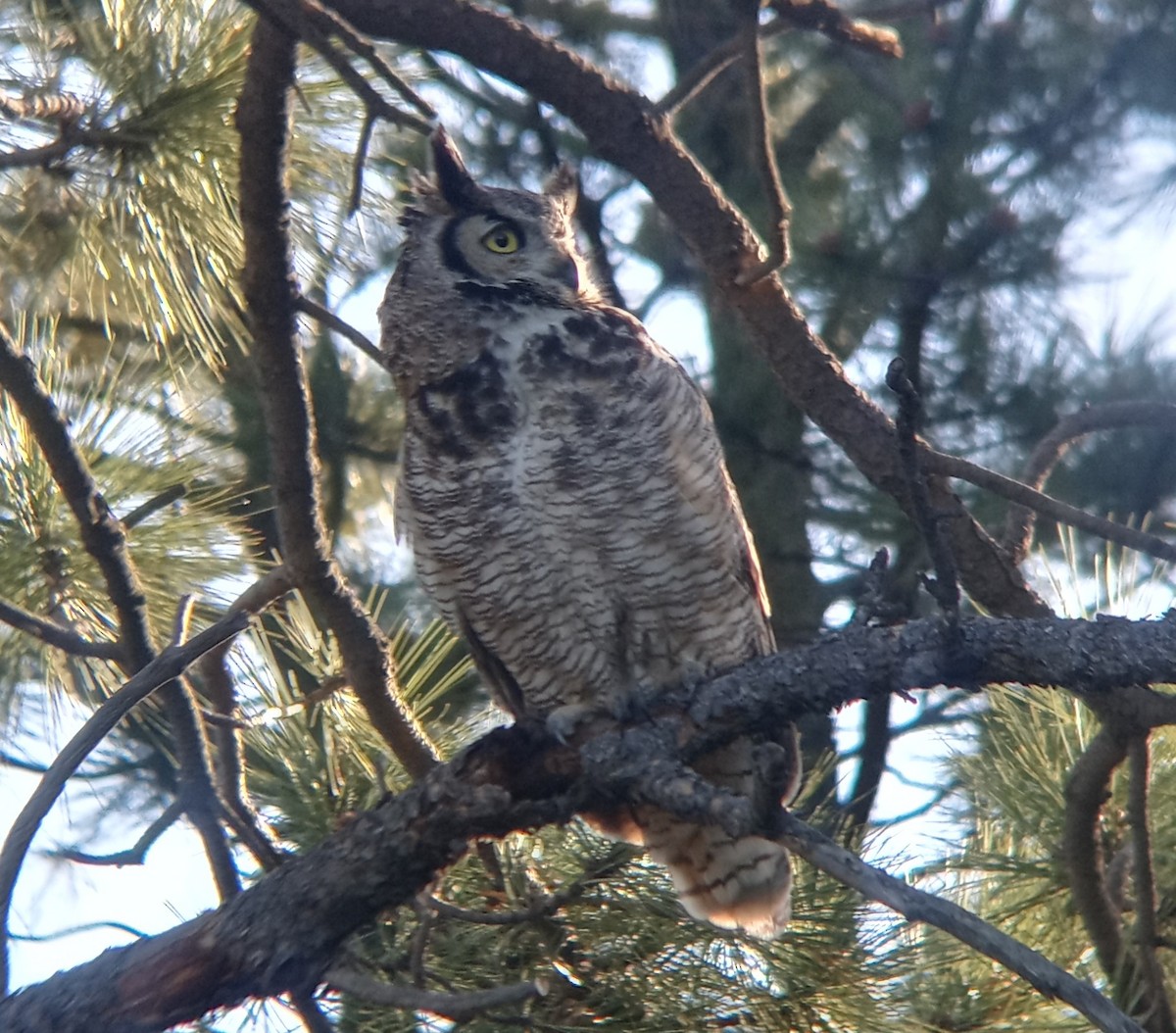 Great Horned Owl - ML619234127