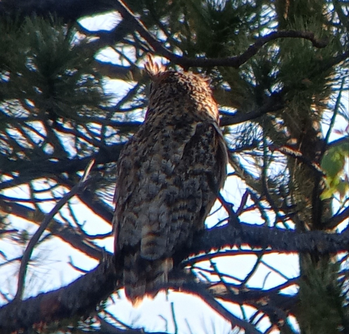 Great Horned Owl - ML619234130