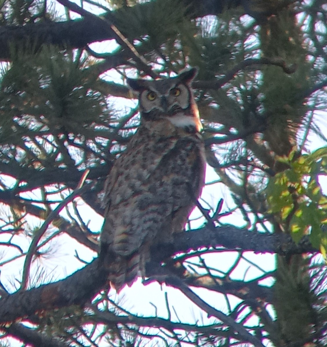 Great Horned Owl - ML619234132