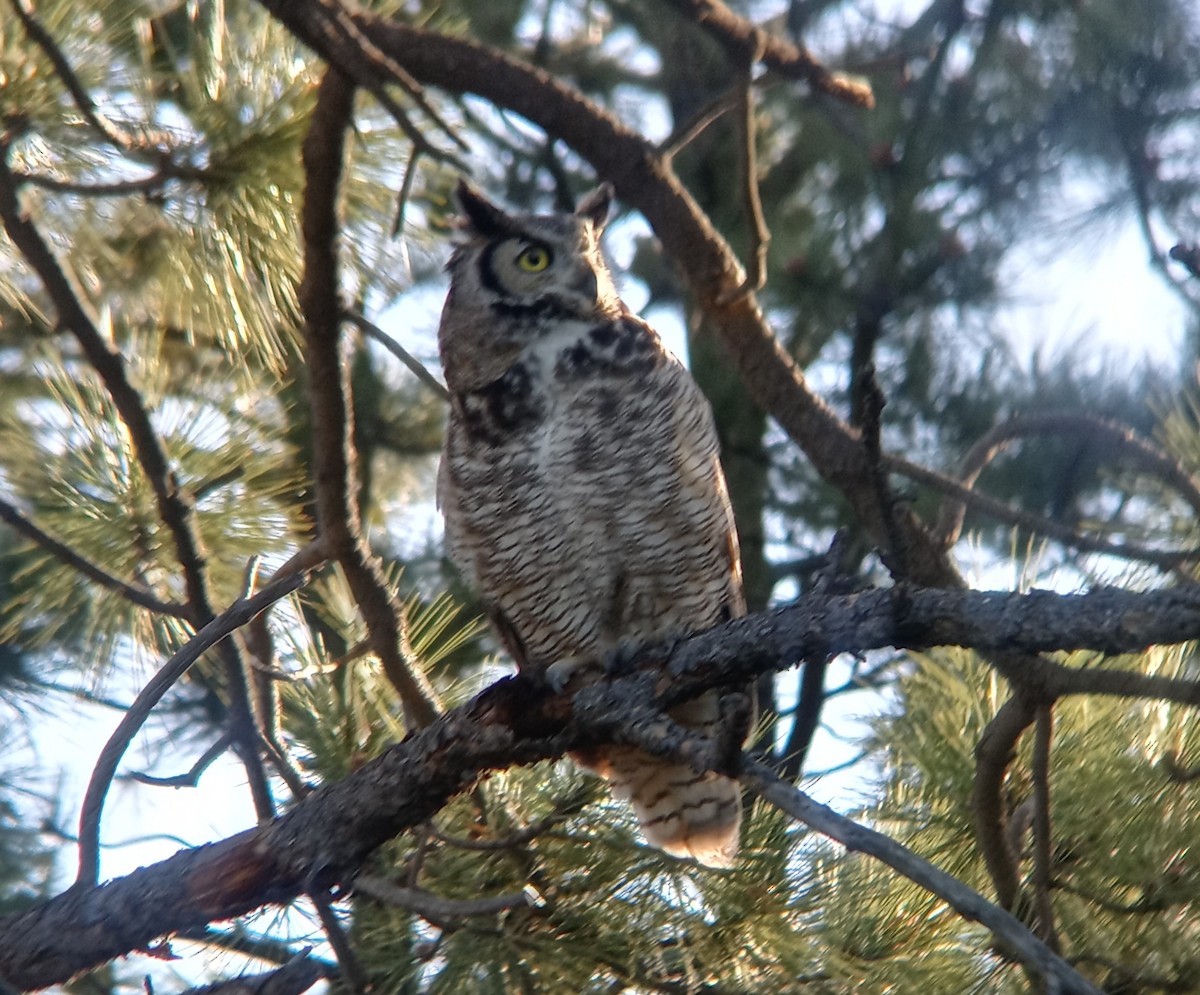 Great Horned Owl - ML619234134