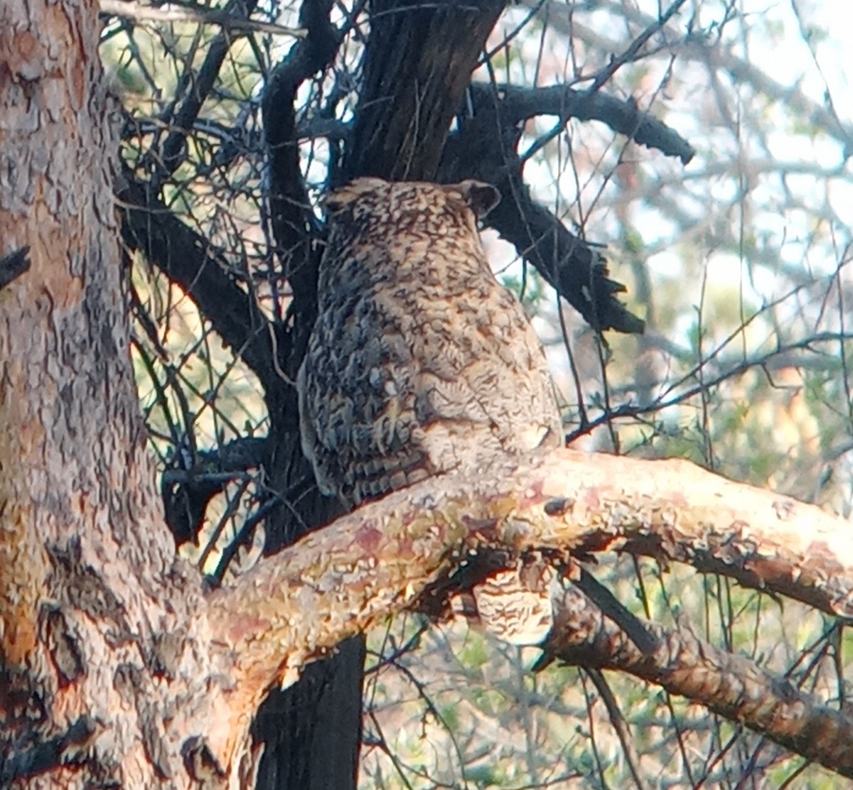 Great Horned Owl - ML619234137