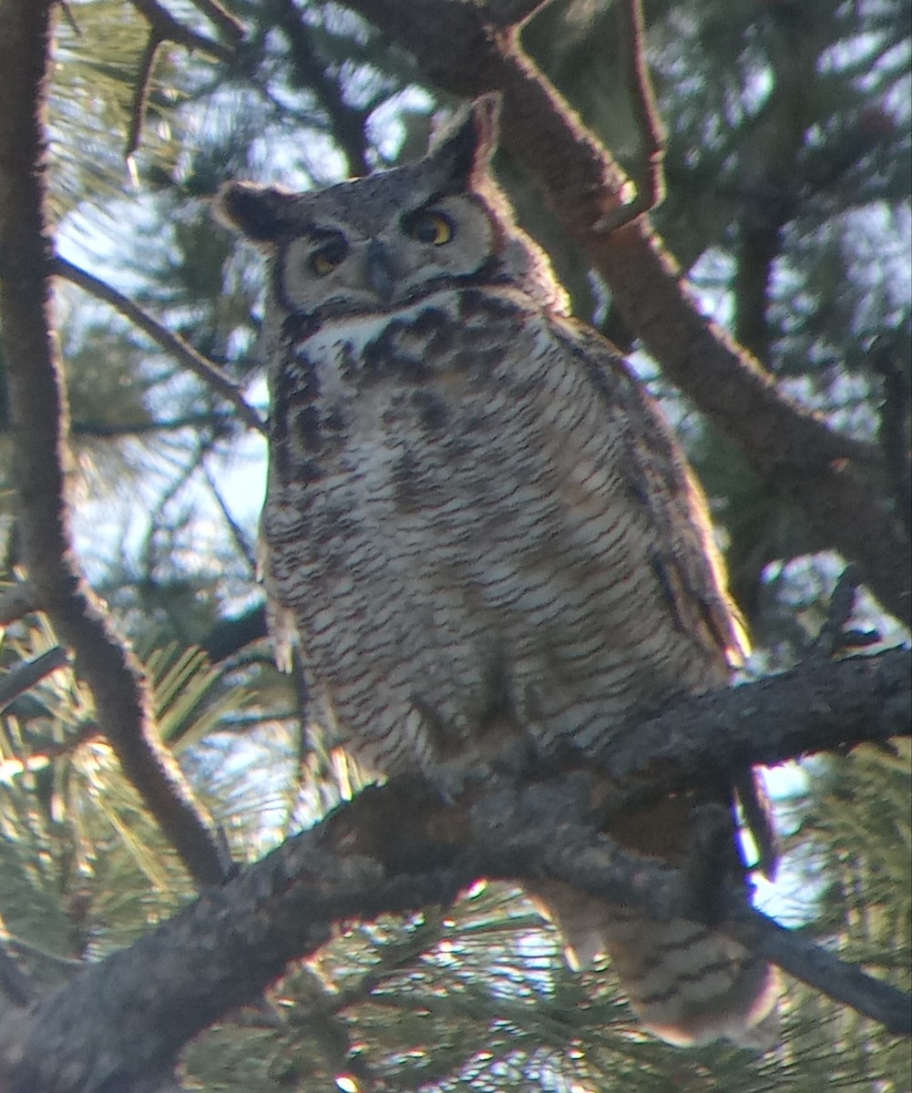 Great Horned Owl - ML619234138