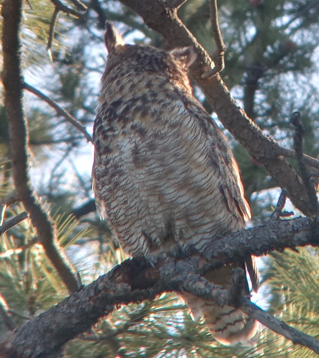 Great Horned Owl - ML619234139