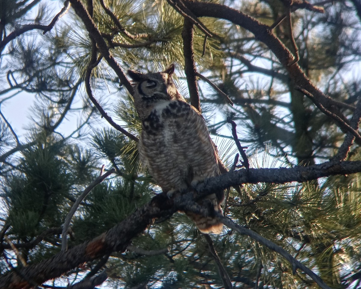 Great Horned Owl - ML619234141