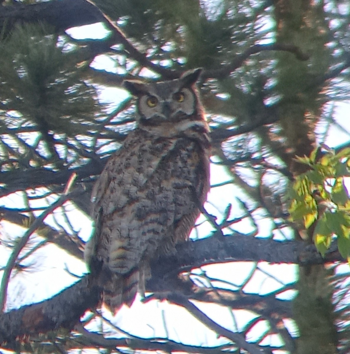 Great Horned Owl - ML619234142