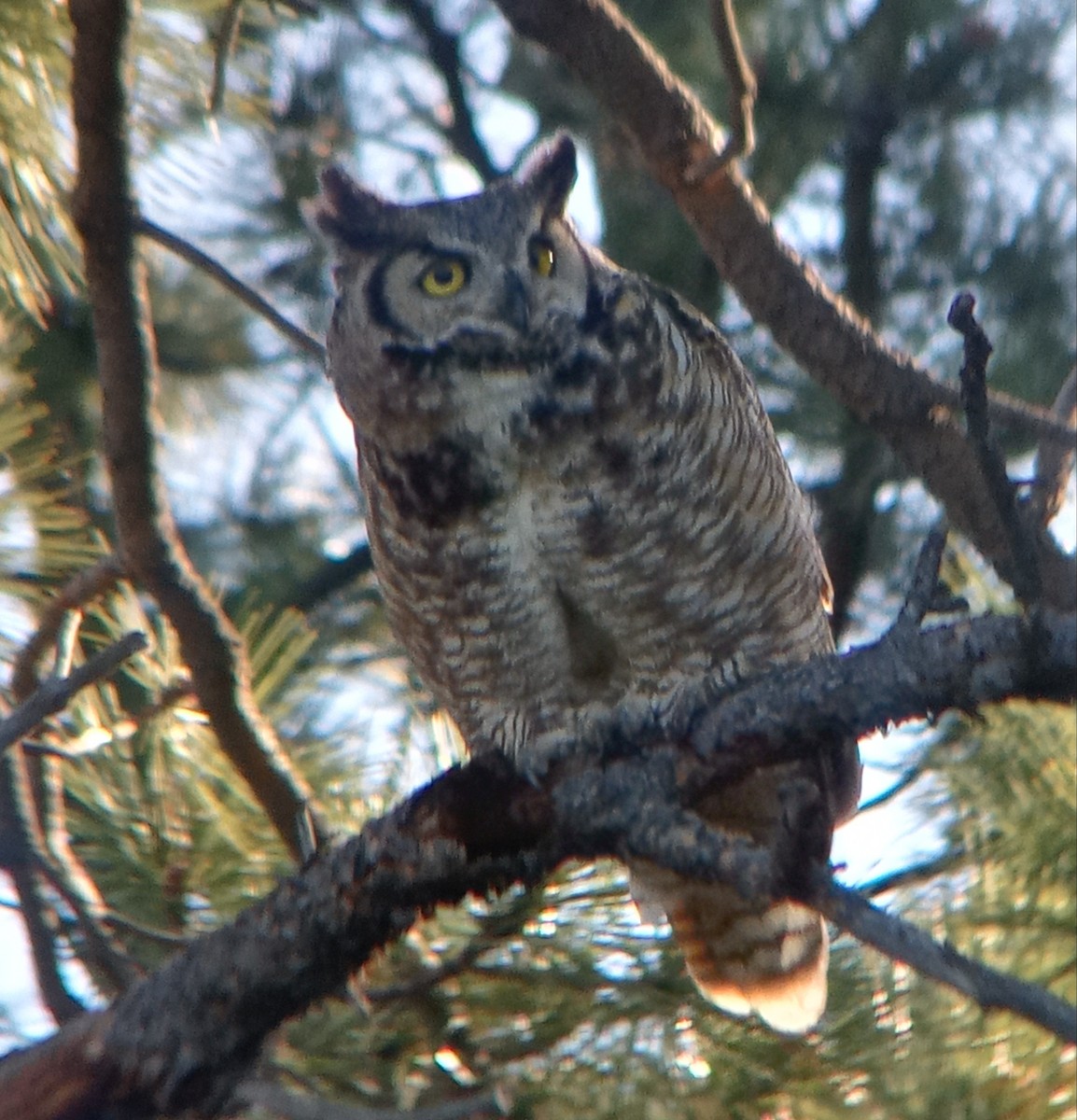 Great Horned Owl - ML619234143