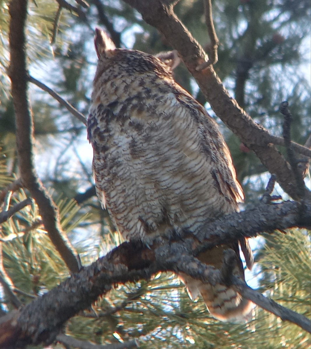 Great Horned Owl - ML619234144