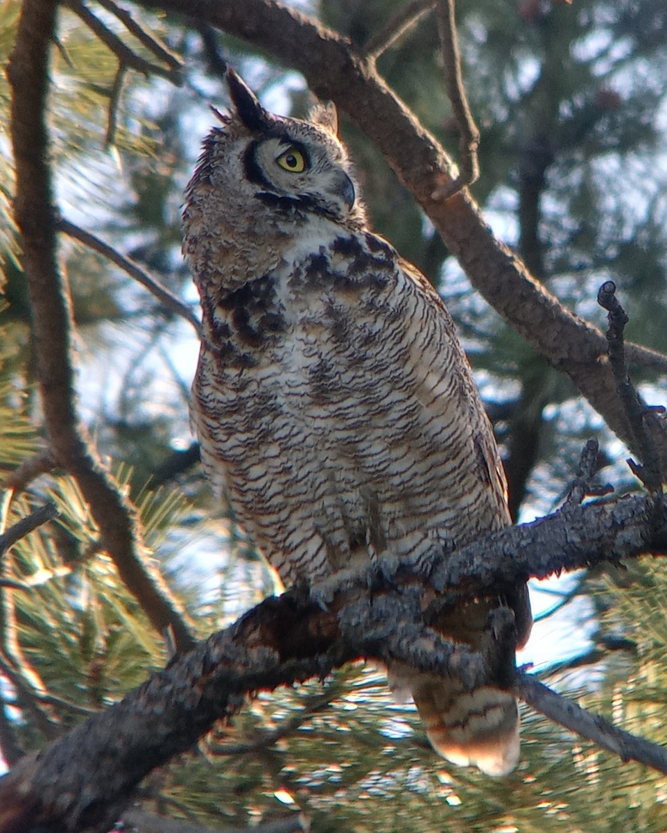 Great Horned Owl - ML619234145