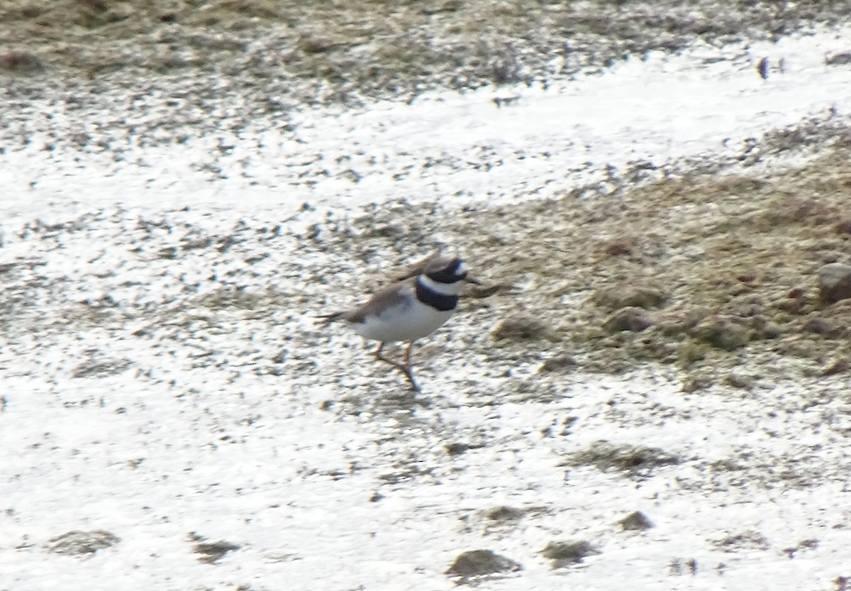 Common Ringed Plover - ML619234169