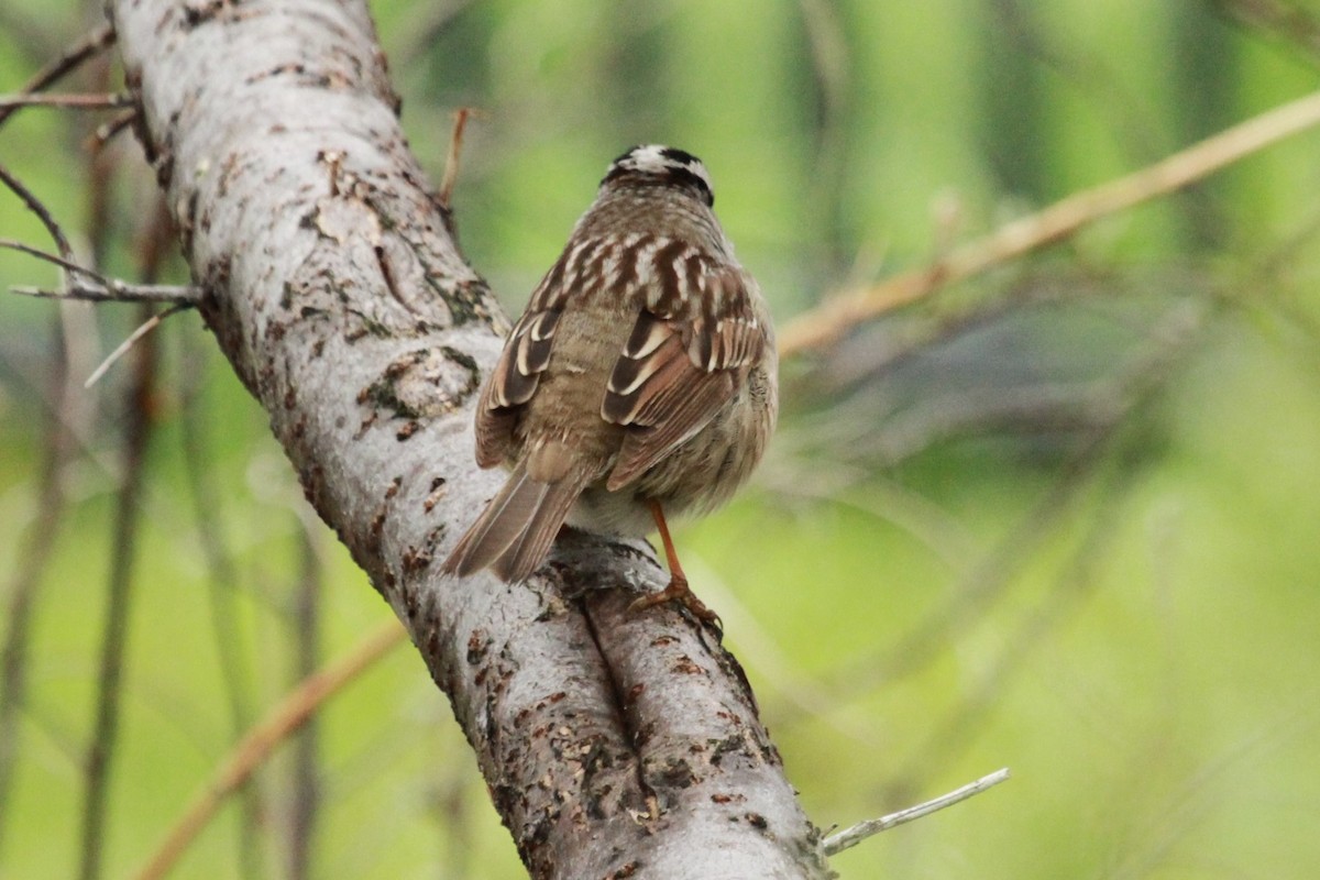 White-crowned Sparrow (Gambel's) - ML619234180