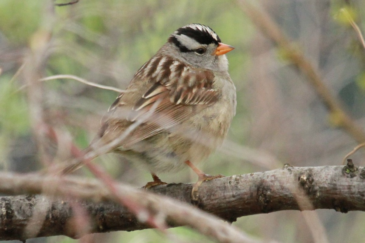 White-crowned Sparrow (Gambel's) - ML619234181