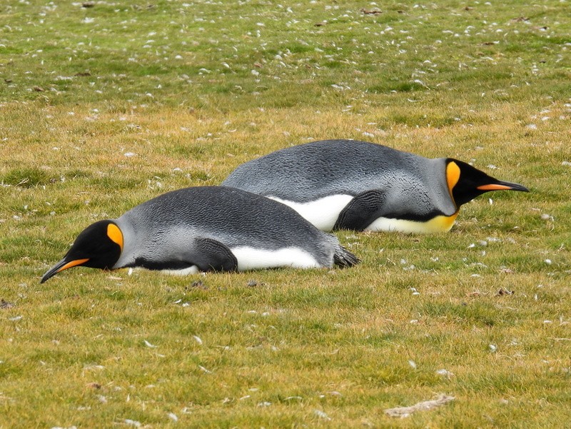 tučňák patagonský - ML619234231