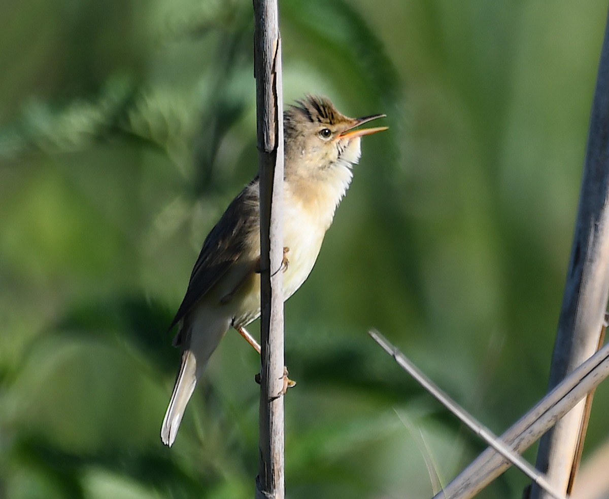 Common Reed Warbler - ML619234263