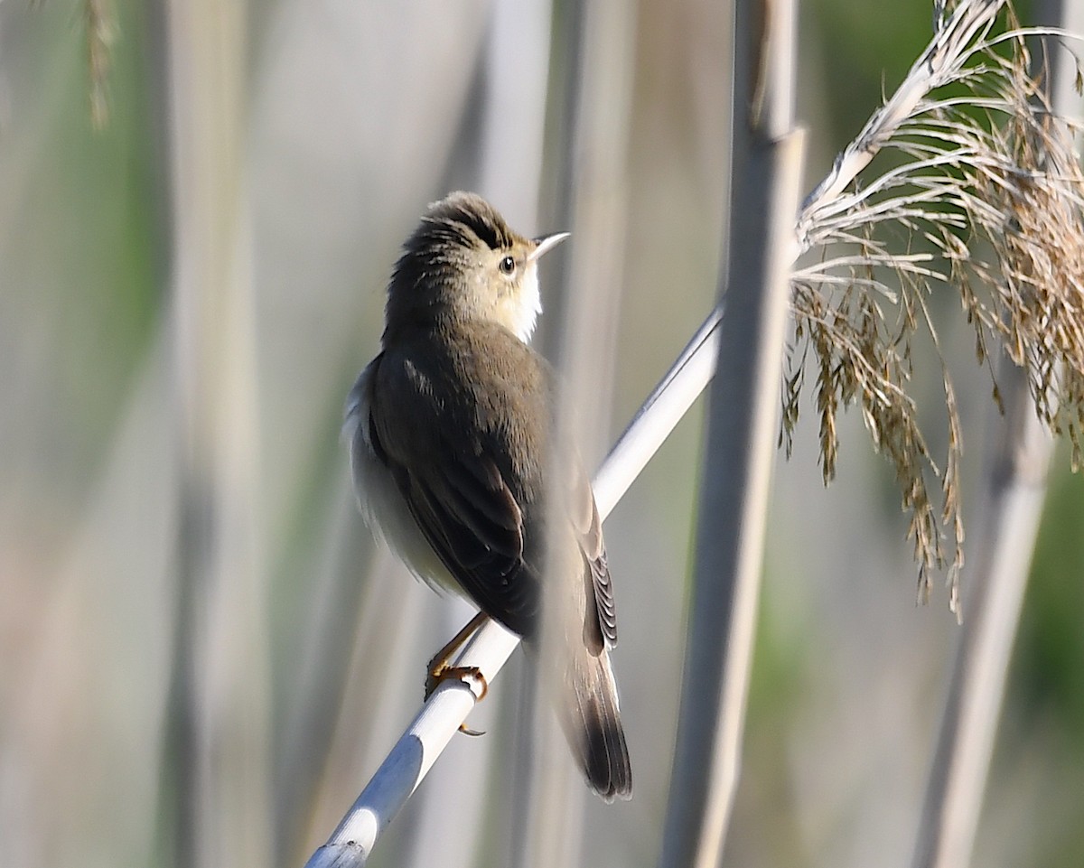 Common Reed Warbler - ML619234264