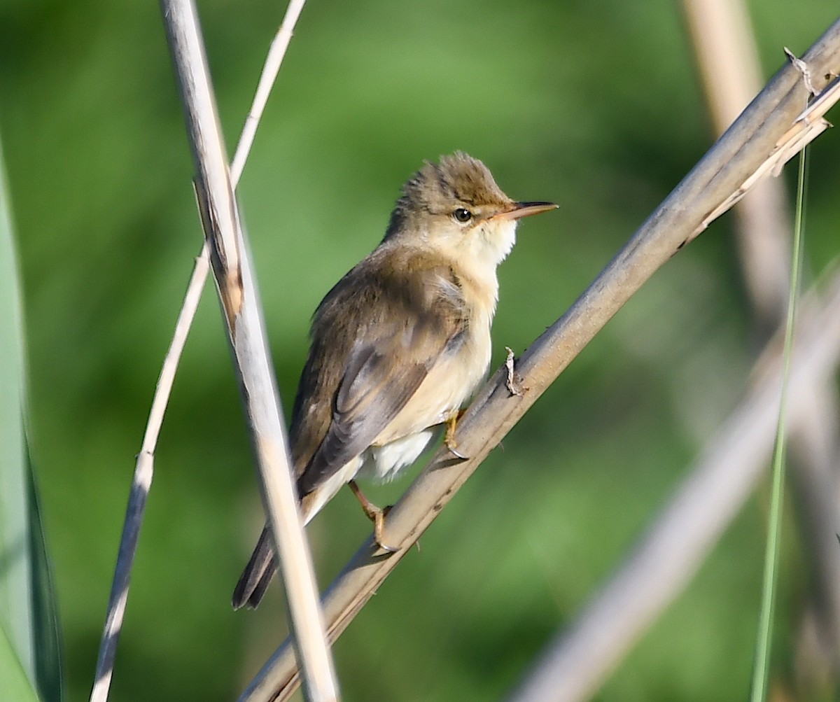 Common Reed Warbler - ML619234265