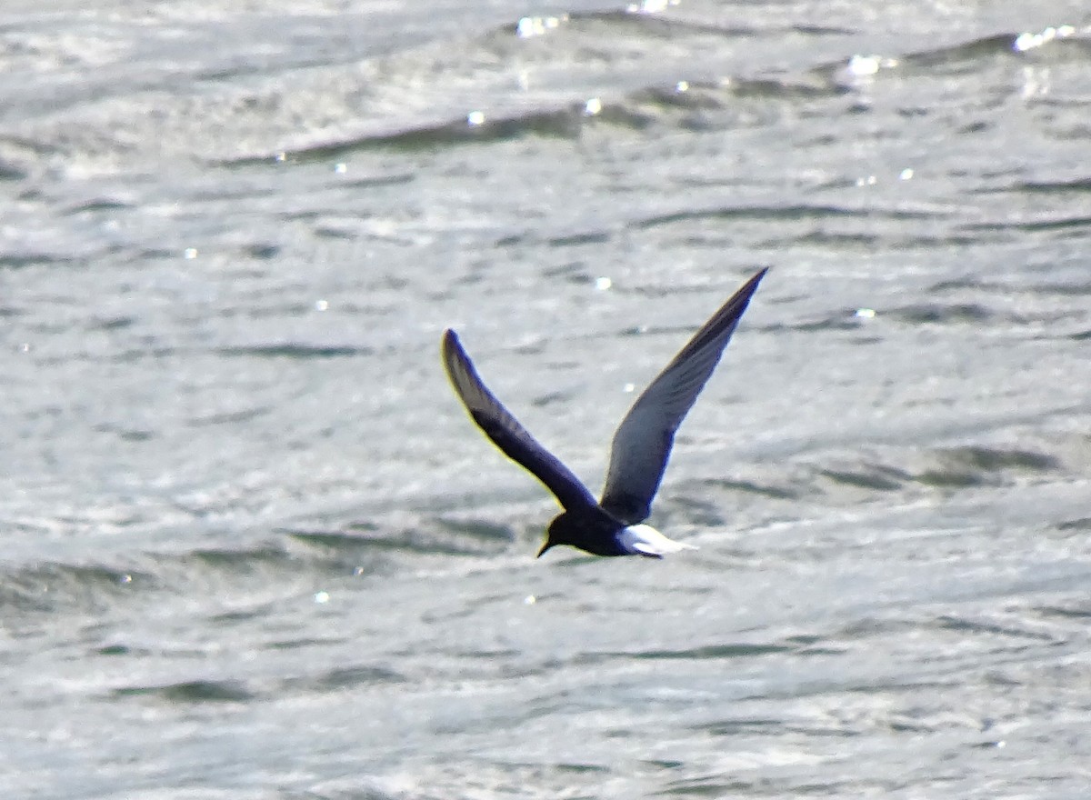 White-winged Tern - ML619234274