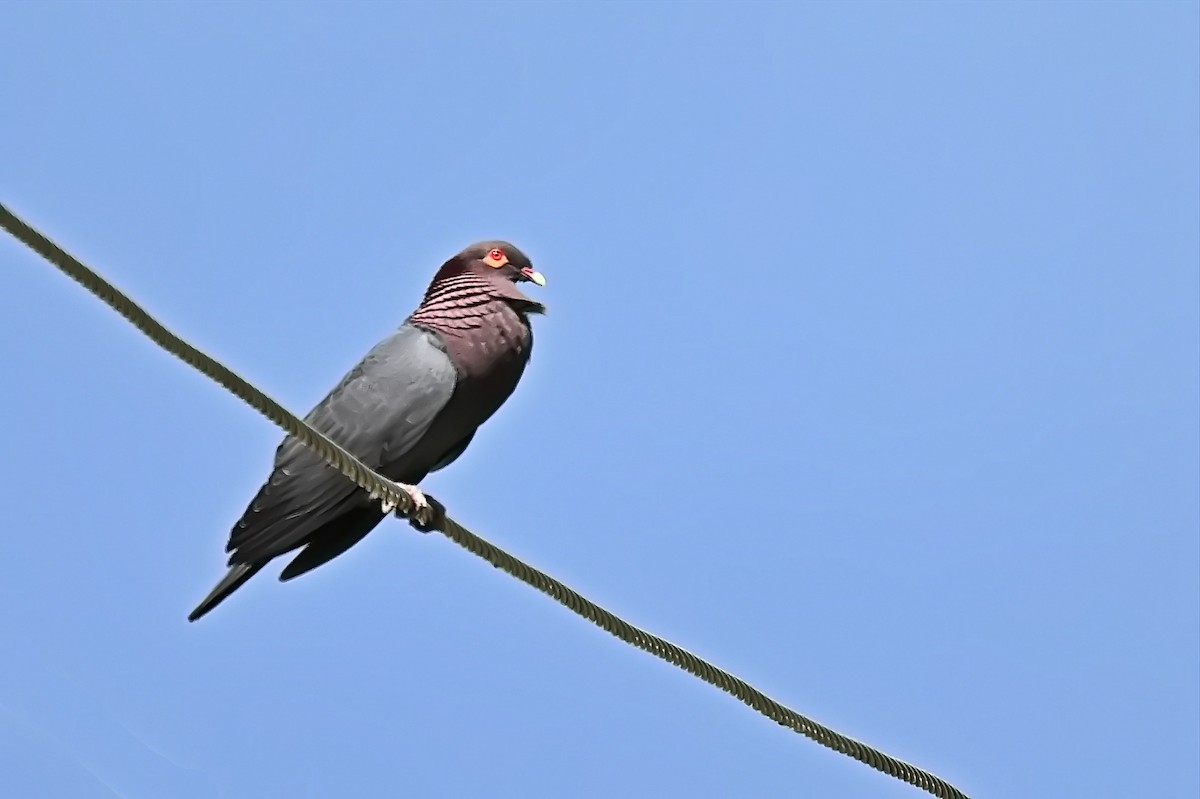 Pigeon à cou rouge - ML619234320