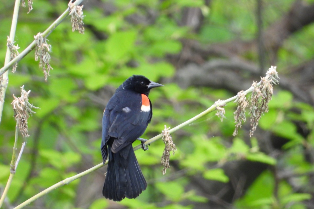 Red-winged Blackbird - ML619234328