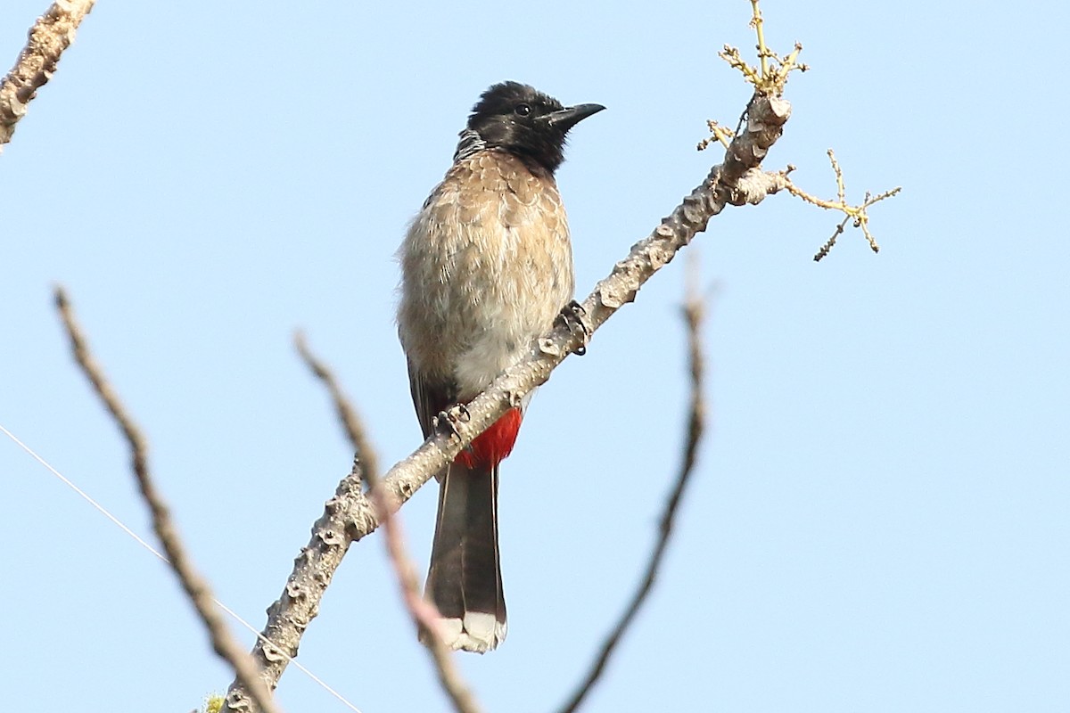 Red-vented Bulbul - ML619234371