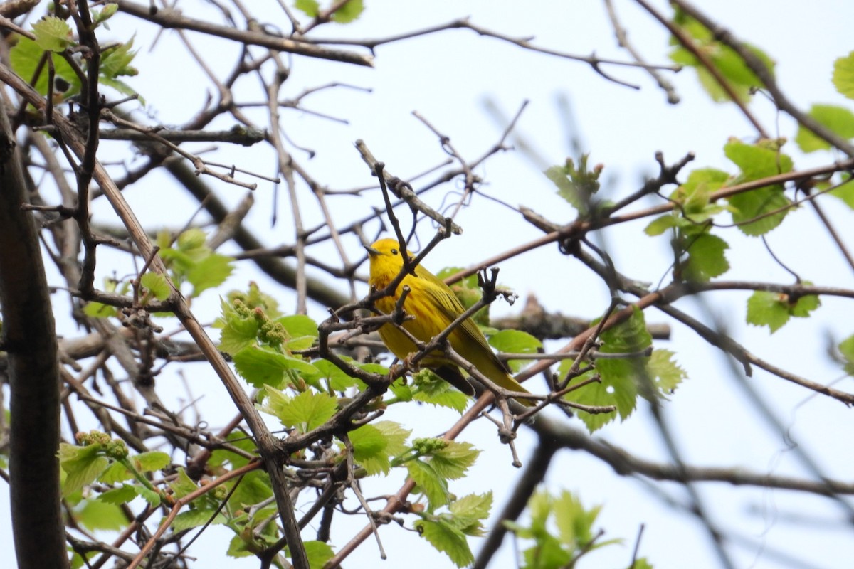 Yellow Warbler - ML619234399