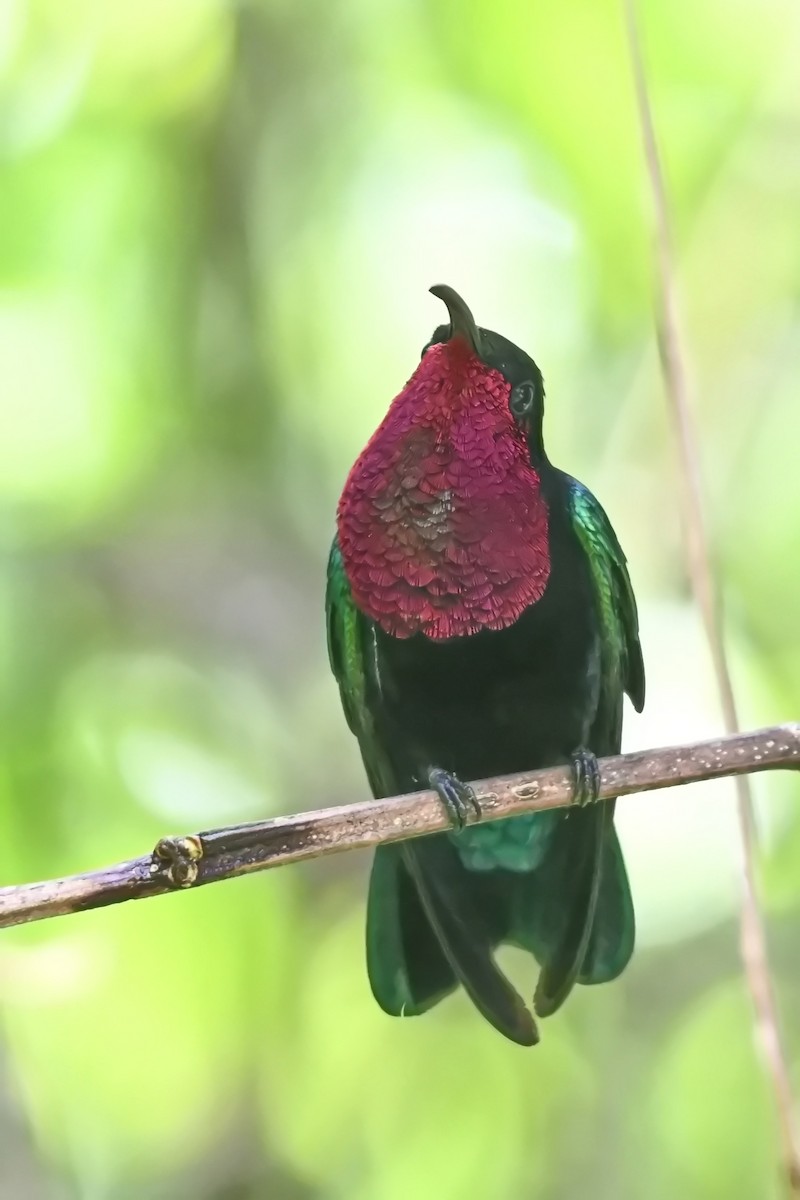 kolibřík nachovohrdlý - ML619234408