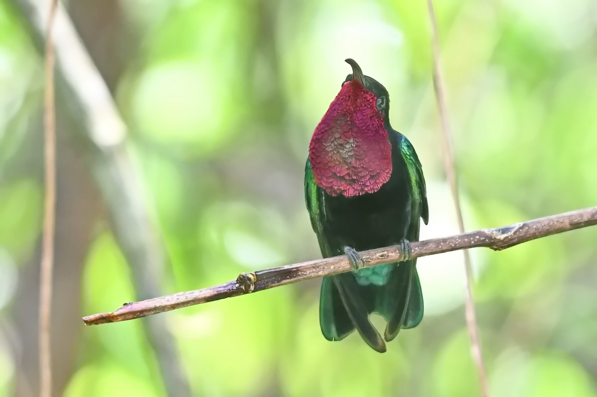 kolibřík nachovohrdlý - ML619234417
