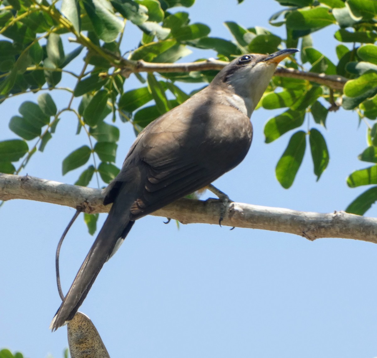 Mangrove Cuckoo - ML619234428