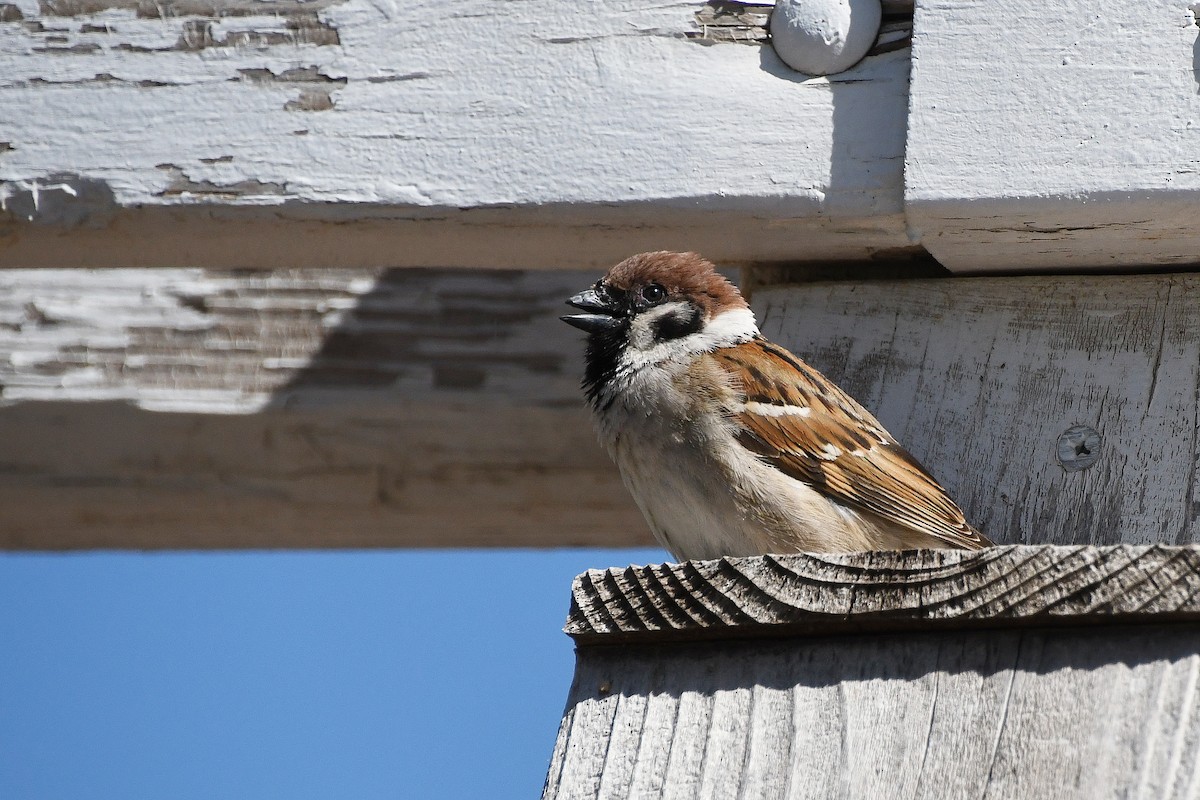 Eurasian Tree Sparrow - ML619234441