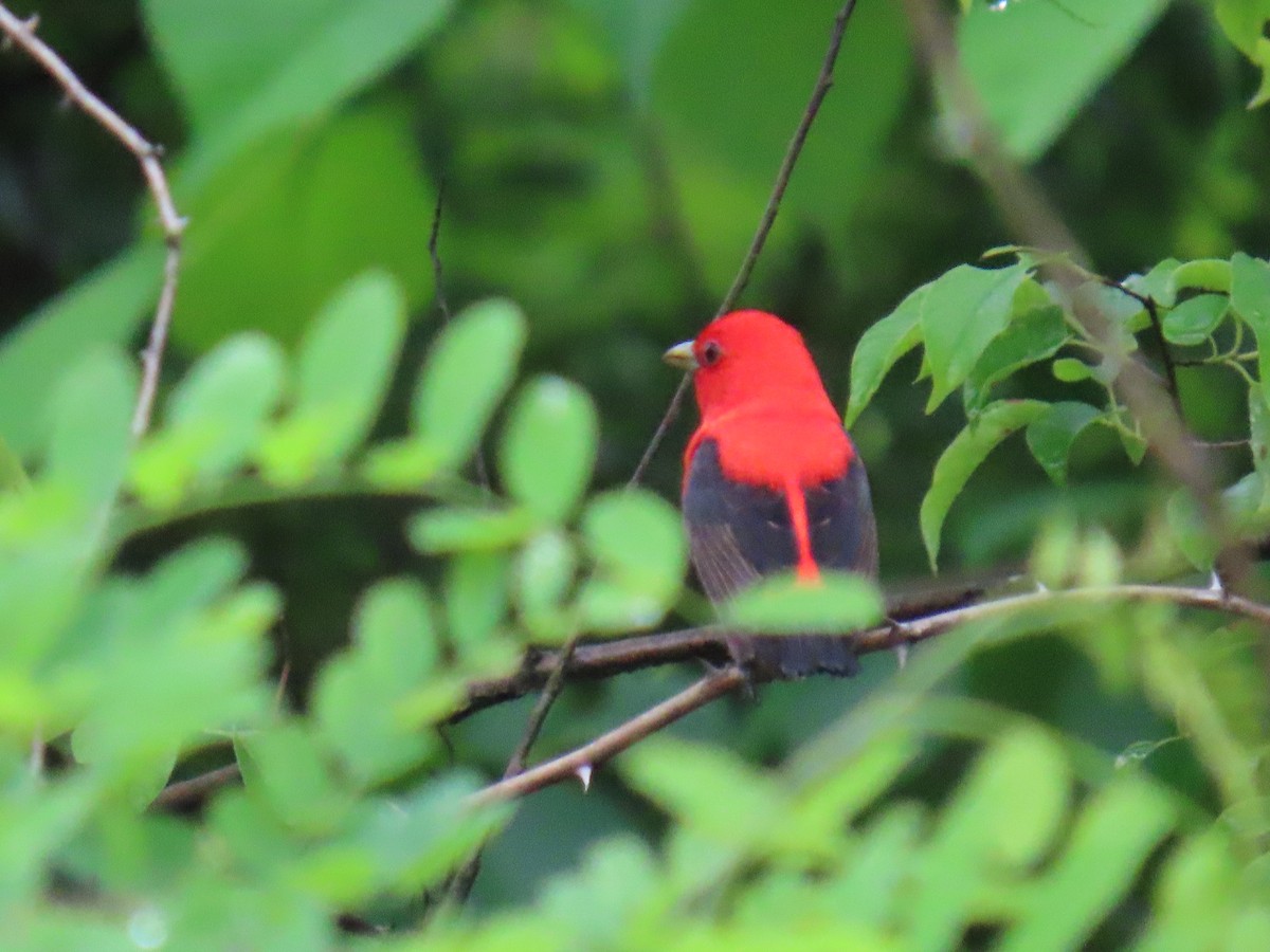 Scarlet Tanager - ML619234455